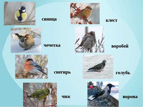 Зимние птицы | зимующие птицы