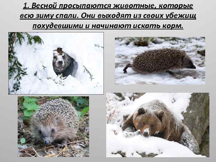 Как звери готовятся к зиме? дикие животные зимой: описание их жизни, как животные готовятся к зиме, красивые картинки какие звери готовятся к зиме