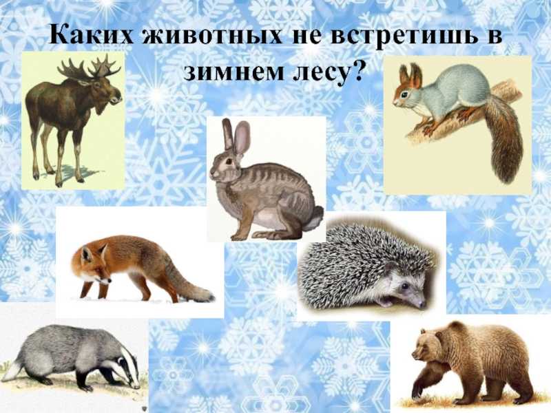 О животных с любовью. как зимуют животные в лесу - хвастунишка - 26 декабря - 43371155382 - медиаплатформа миртесен