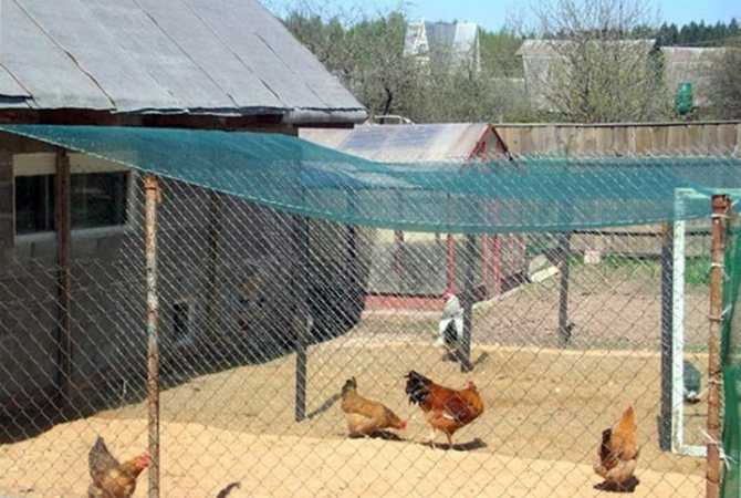 Ограждение для кур: как устроен переносной вольер для цыплят