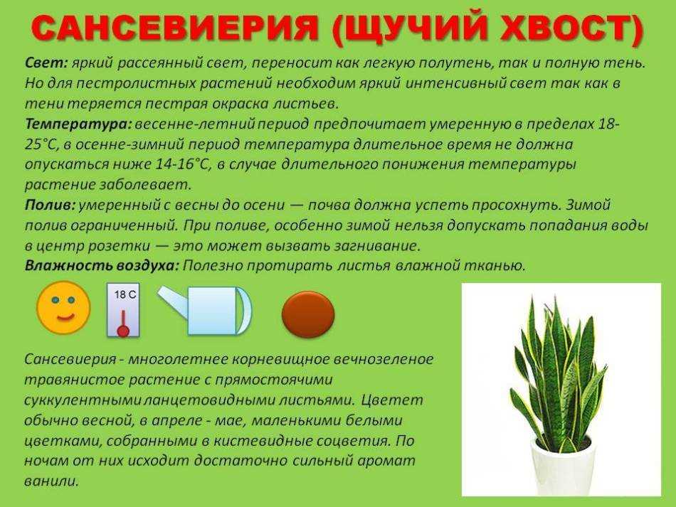 Как ухаживать за цветами домашними. комнатные цветы. как ухаживать за комнатными цветами: правильный уход за домашними растениями.