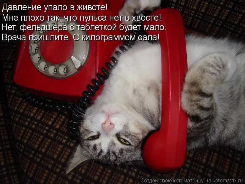 Наведу позвонить тебе. Кот в плохом настроении. Кот с сосисками. Котик с телефоном. Коту скучно.