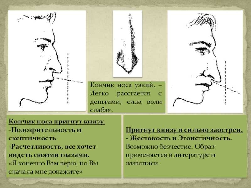 Классификация типов носов