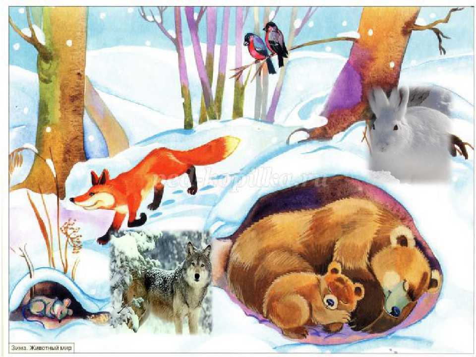 О животных с любовью. как зимуют животные в лесу