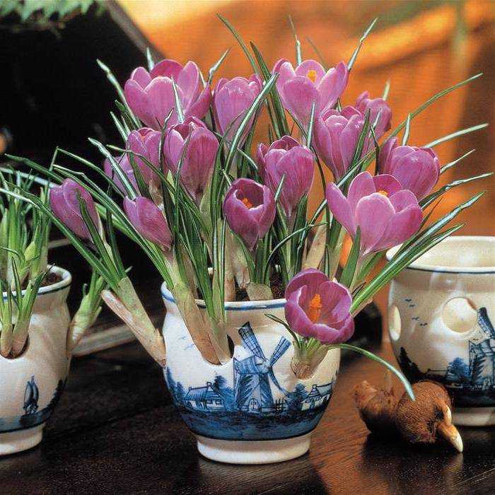 Цветы шафран (крокус): выращивание и уход :: syl.ru