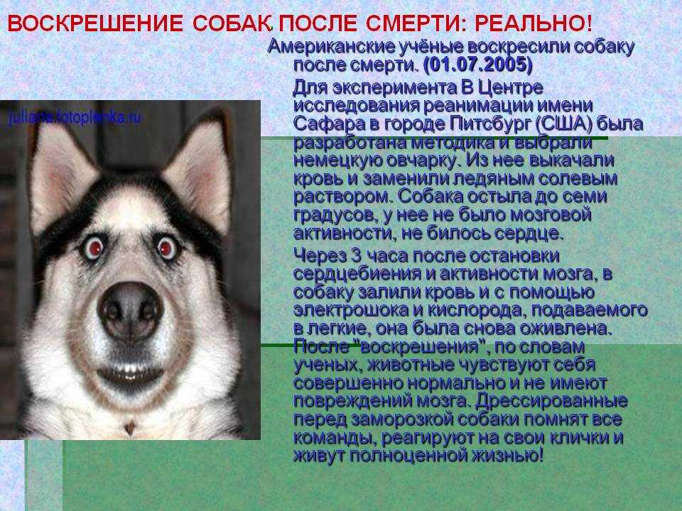 Что происходит с душой собаки после смерти, попадают ли животные в рай православие?