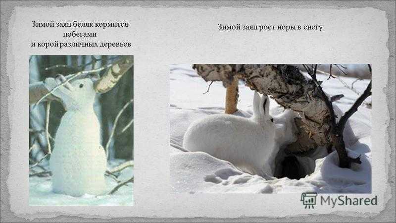 Заяц - описание, краткая информация, характеристика животного