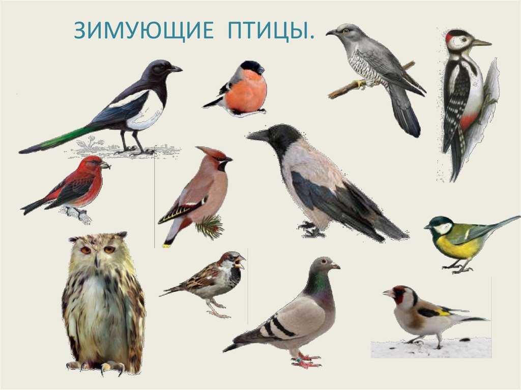 Какие птицы зимуют. зимующие птицы название птиц, фото, список. оседлые птицы. зимующие оседлые птицы в наших краях. какие птицы остаются зимовать вместе с нами
