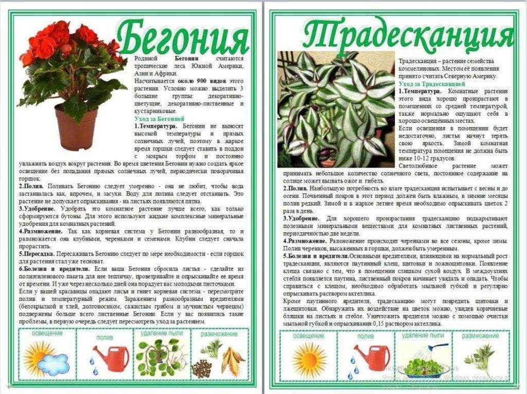 Бегония: уход в домашних условиях, полив, пересадка, выбор горшка и почвы, фото цветка