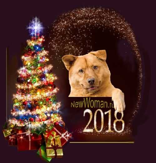Все об астрологическом символе 2018 года – желтой земляной собаке. часть 2.