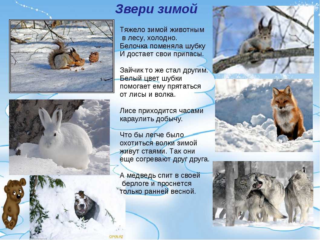 Как звери зимуют в лесу | здоровье человека