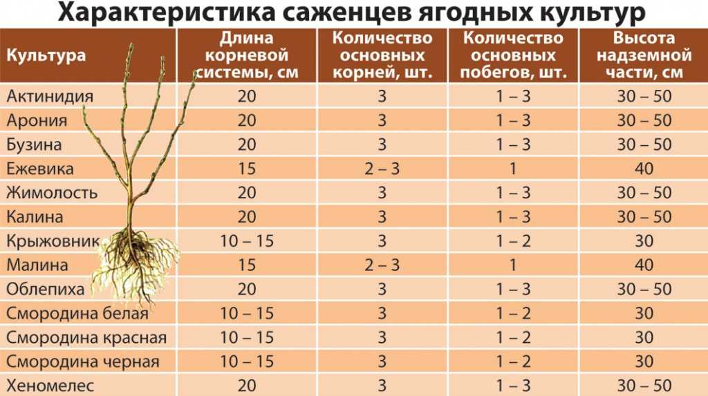 Схема посадки саженцев плодовых деревьев в саду