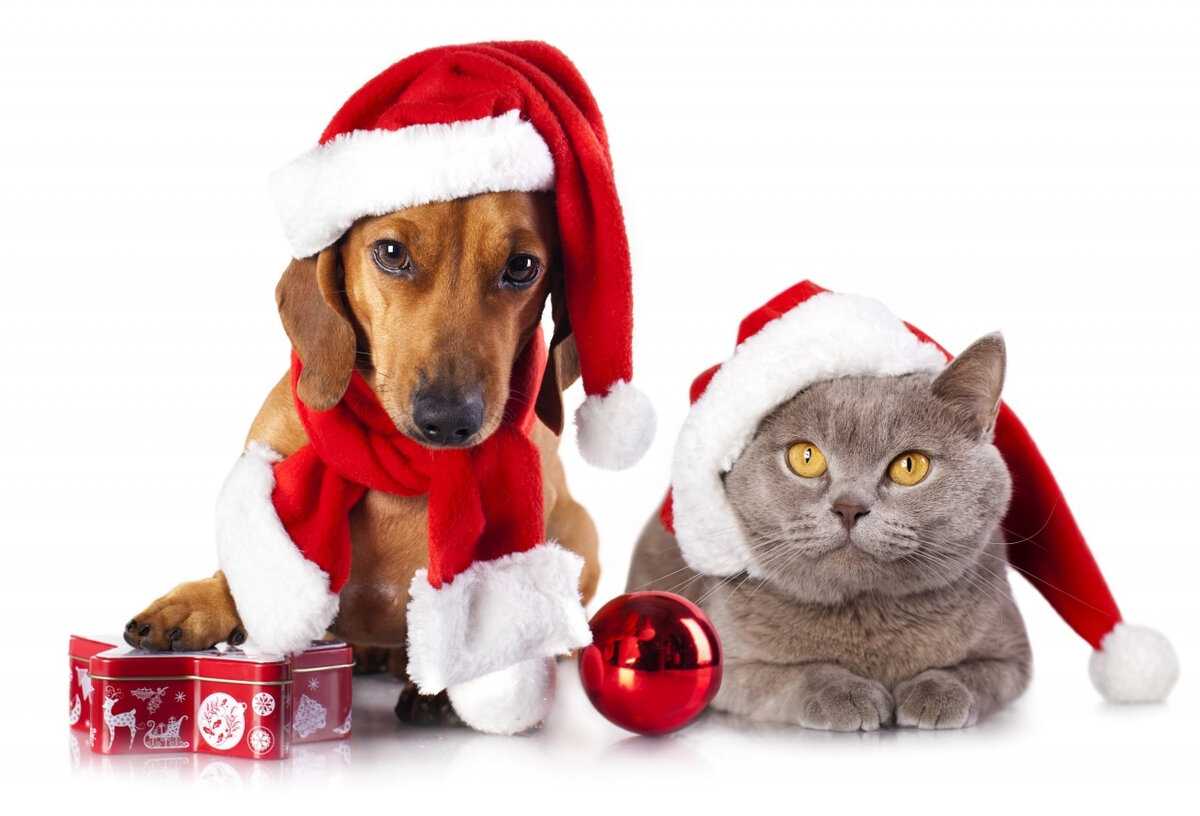Что подарить на новый год рожденному в год собаки – sovet-podarok.ru