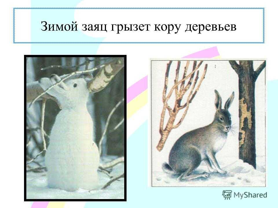 Заяц русак. образ жизни и среда обитания зайца русака