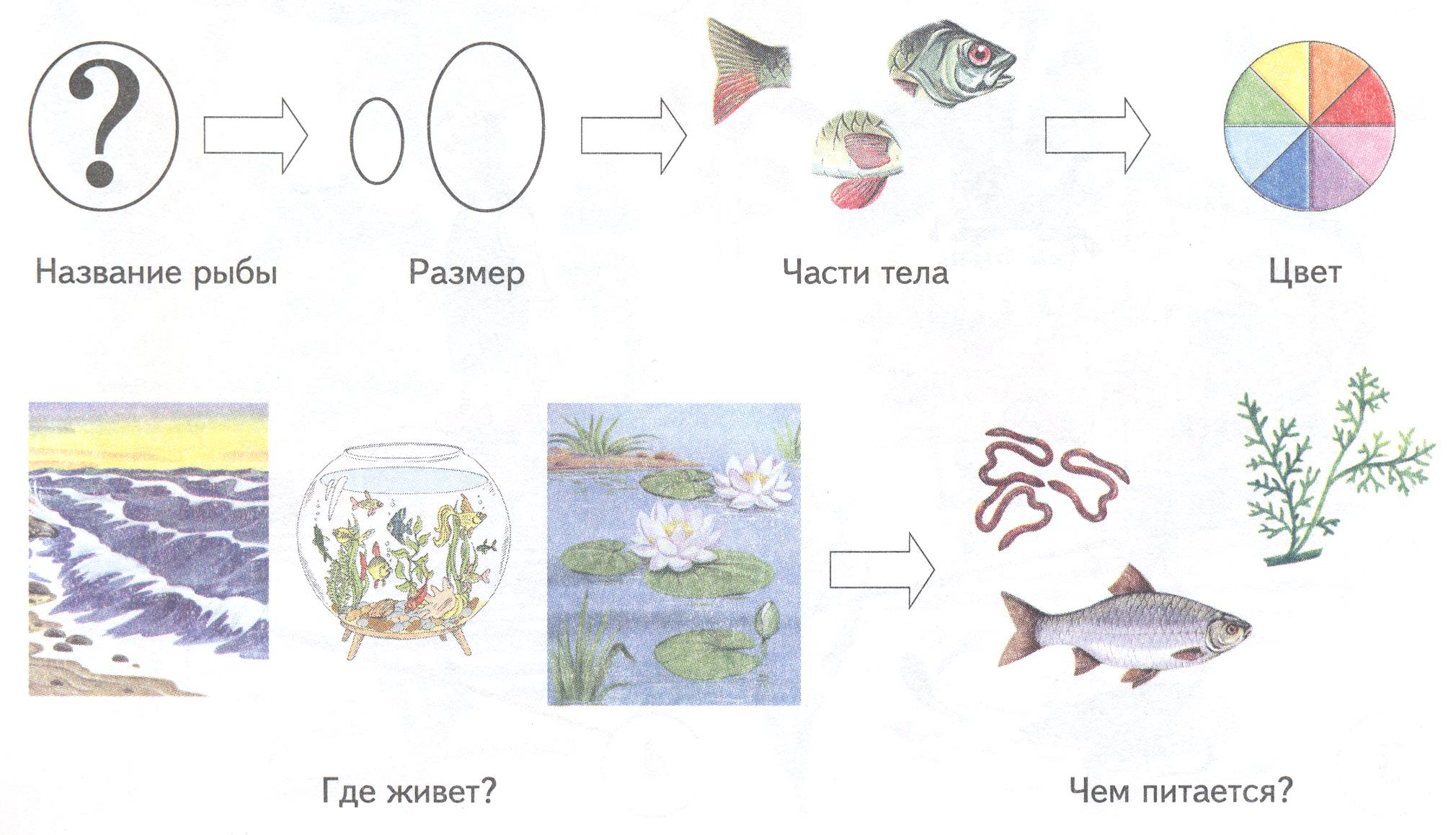 План рыбы старшая группа. Рисунок рыбы подготовительная группа. Презентация рыбы для дошкольников подготовительная группа. Схема рассказа о рыбах. Материал по теме "рыбы" подготовительная группа.