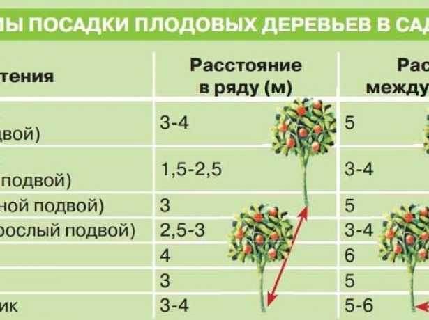 Посадка саженцев плодовых деревьев и кустарников весной
