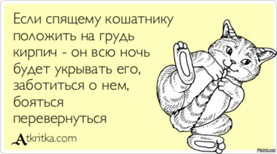 Что делать, если собственная кошка вас не любит (или вам кажется, что не любит)