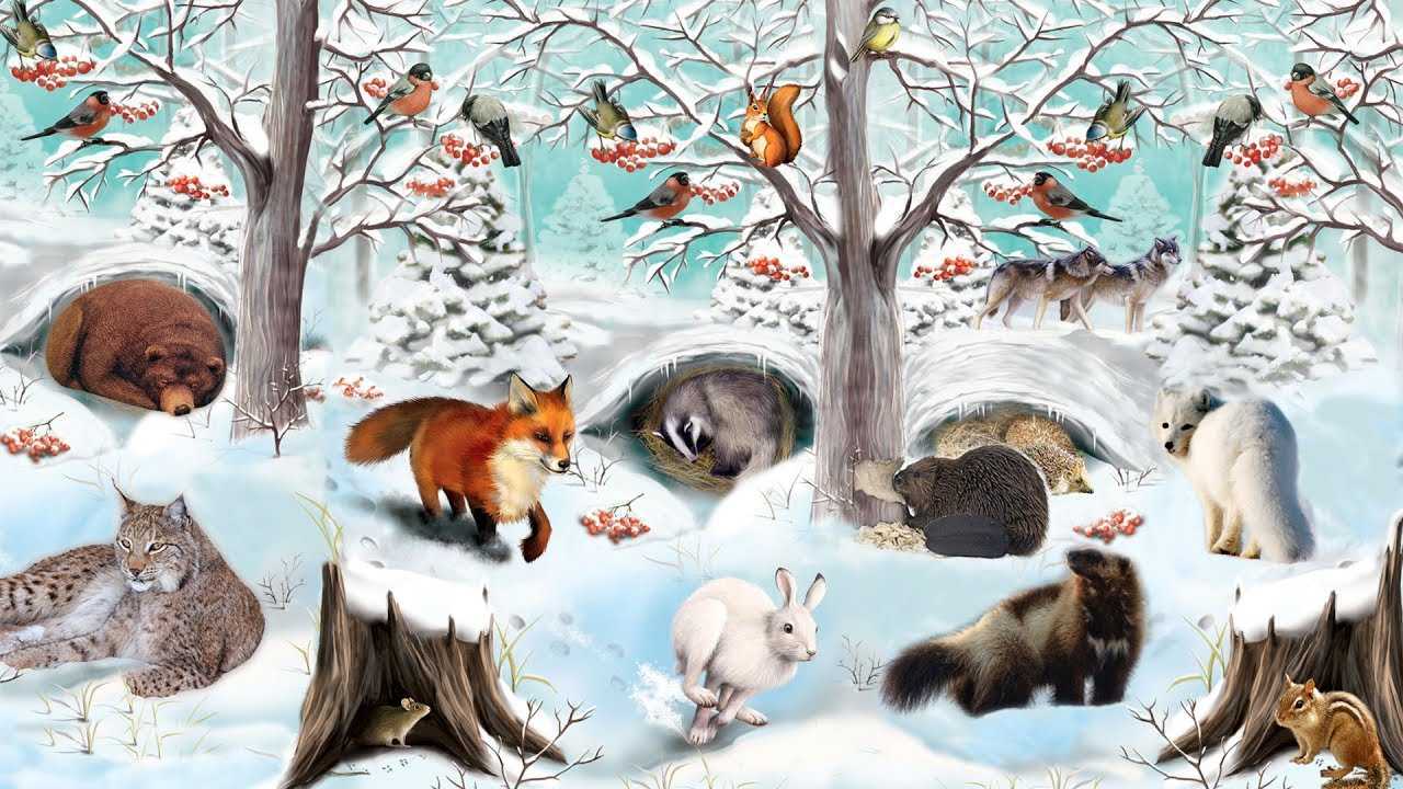 Как разные животные готовятся к зиме. животный мир